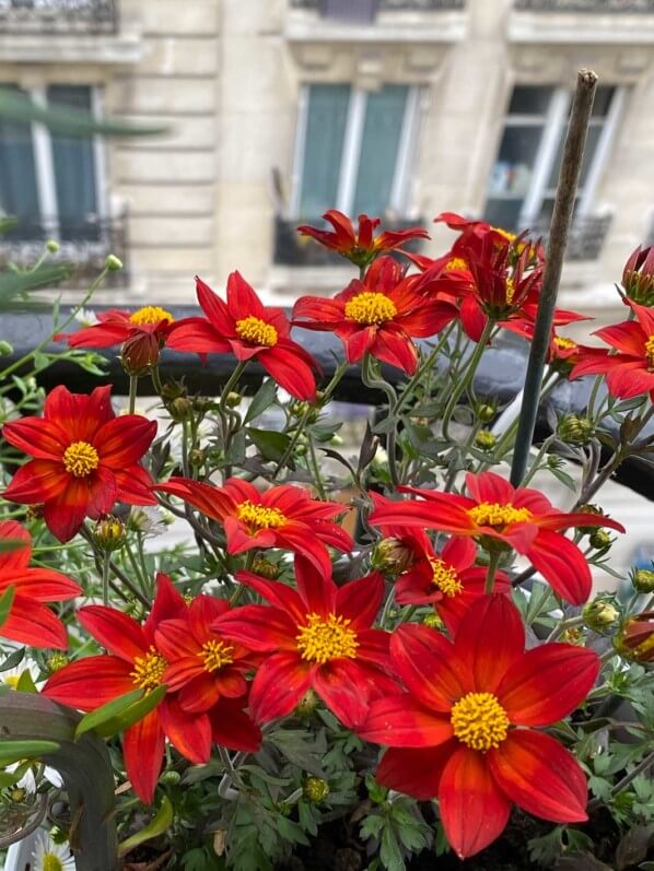 Bidens 'Spicy Dark Red', fleur annuelle, au printemps sur mon balcon parisien, Paris 19e (75)