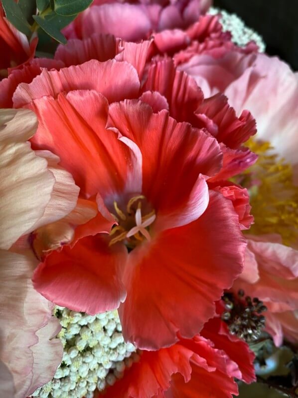 Bouquet de pivoines et de godétias, fleurs coupées, Paris 12e (75)