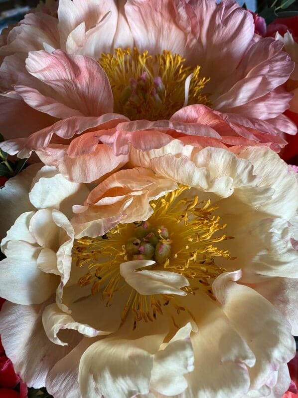 Bouquet de pivoines et de godétias, fleurs coupées, Paris 12e (75)