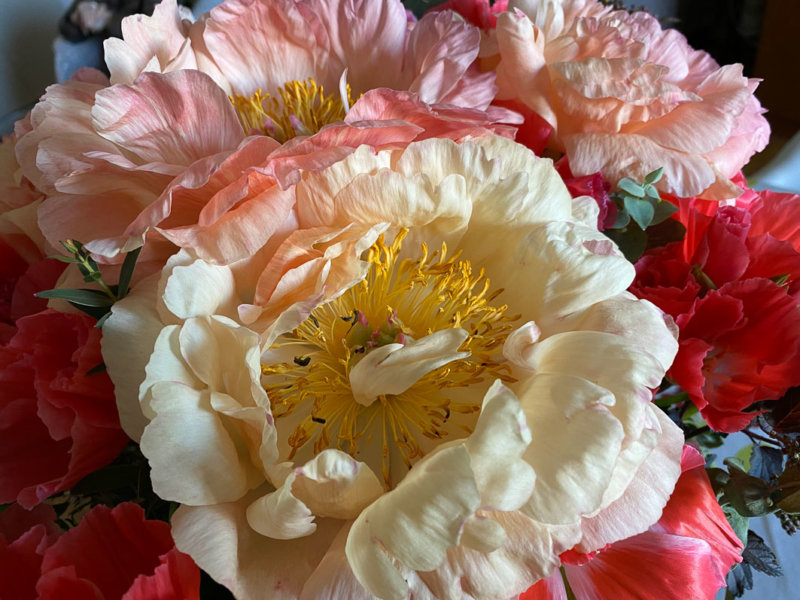 Bouquet de pivoines et de godétias, fleurs coupées, Paris 12e (75)