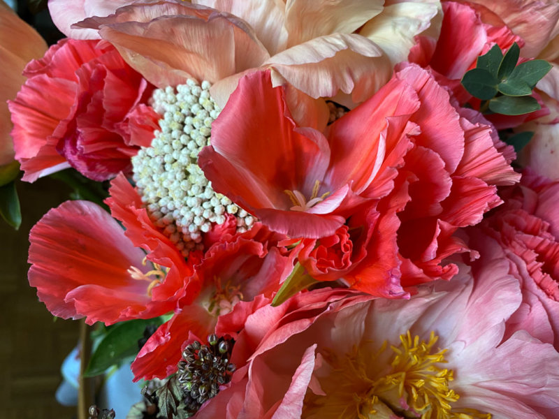 Bouquet de pivoines et de godétias, fleurs coupées, Paris 12e (75)