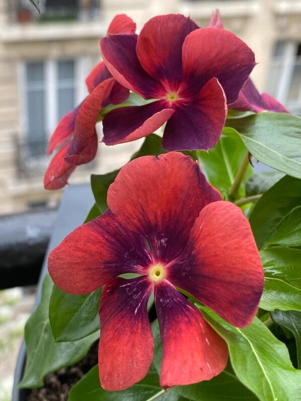 Cataranthus roseus 'Tatoo Papaya', fleur, au printemps sur mon balcon parisien, Paris 19e (75)