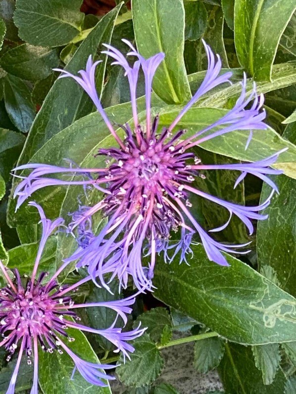 Bleuet des montagnes, centaurée des montagnes, Centaurea montana, plante vivace, rue Guynemer, Paris 6e (75)