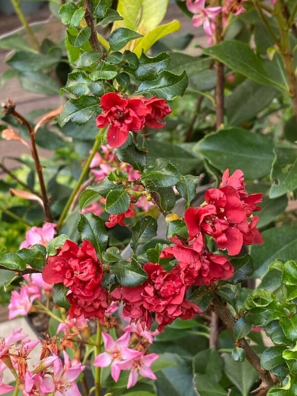 Cognassier du Japon, Chaenomeles 'Red Joy', jardinerie Truffaut, quai de Seine, Paris 13e (75)