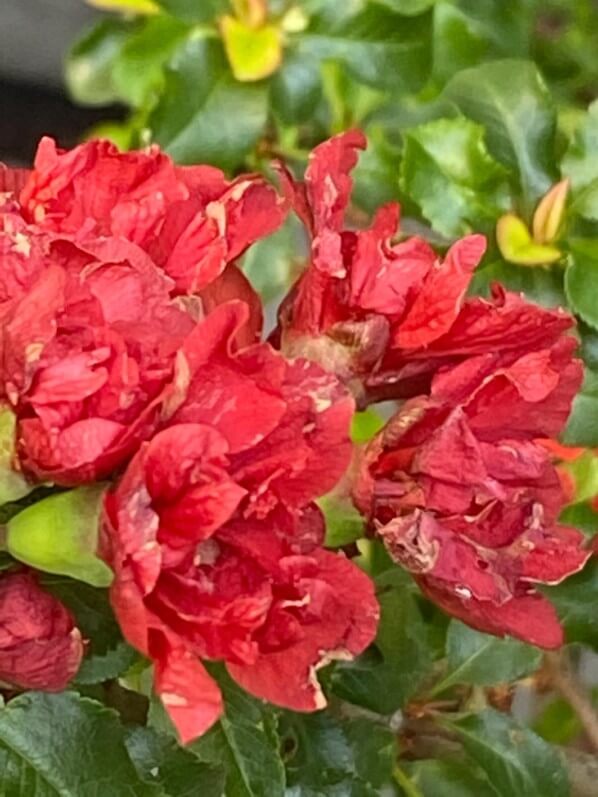 Cognassier du Japon, Chaenomeles 'Red Joy', jardinerie Truffaut, quai de Seine, Paris 13e (75)