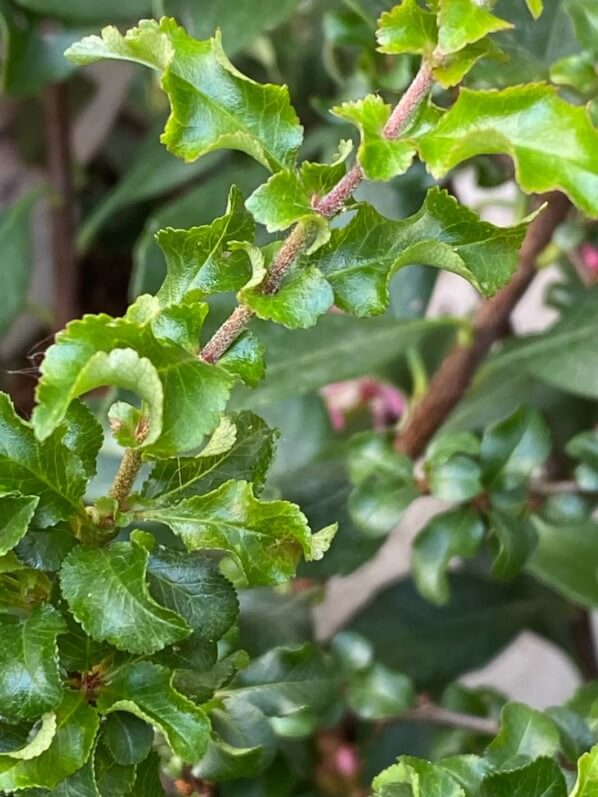 Cognassier du Japon, Chaenomeles 'Red Joy', jardinerie Truffaut, quai de Seine, Paris 13e (75)