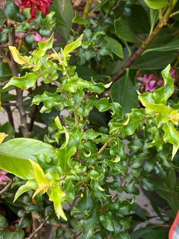 Cognassier du Japon, Chaenomeles 'Red Joy', jardinerie Truffaut, quai de Seine, Paris 13e (75)