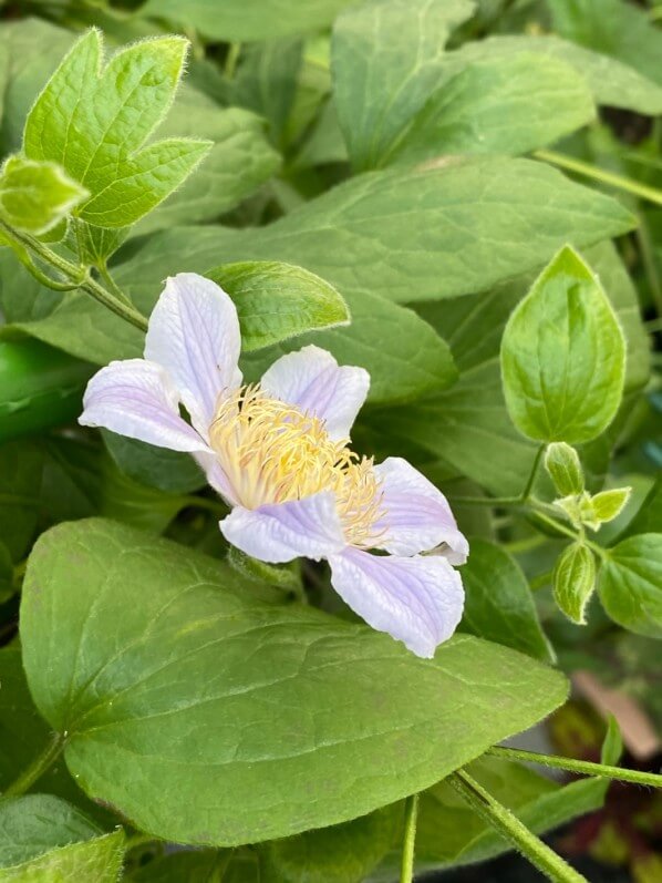 Clématite 'Blue River', fleur, au printemps sur mon balcon parisien, Paris 19e (75)