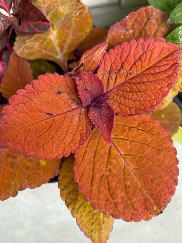 Coléus (Solenostemon) 'Campfire Orange' au printemps sur mon balcon parisien, Paris 19e (75)