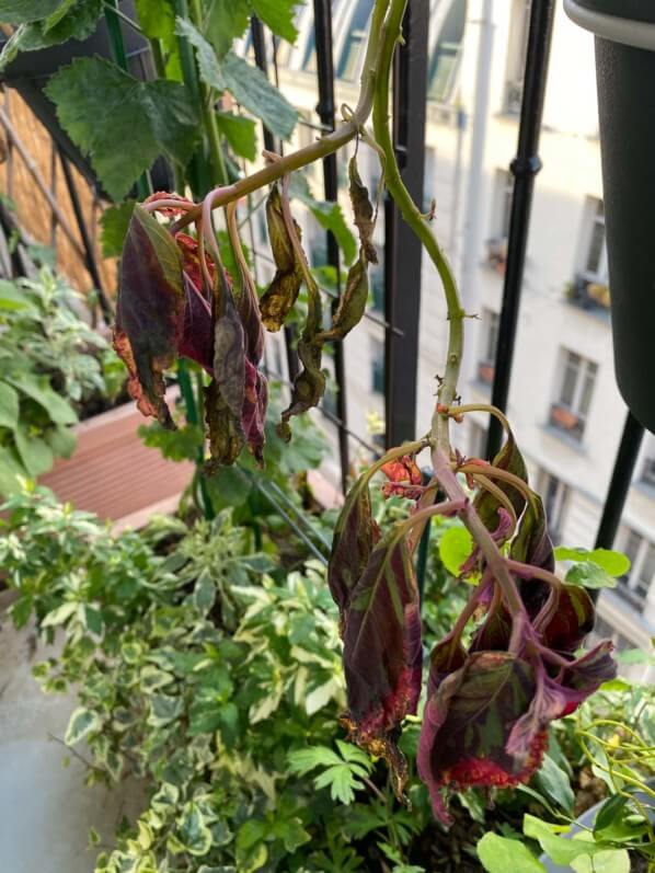 Coleus (Solenostemon) abimé par le vent, l'orage et le froid au printemps sur mon balcon parisien, Paris 19e (75)