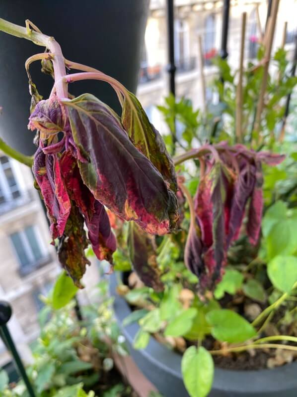 Coleus (Solenostemon) abimé par le vent, l'orage et le froid au printemps sur mon balcon parisien, Paris 19e (75)