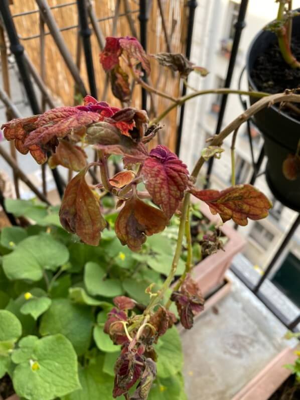 Coleus (Solenostemon) abimé par le vent, l'orage et le froid au printemps sur mon balcon parisien, Paris 19e (75)