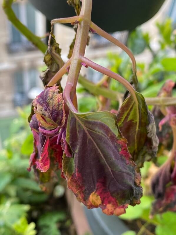 Coleus (Solenostemon) abimé par le vent, l'orage et le froid au printemps sur mon balcon parisien, Paris 19e (75)