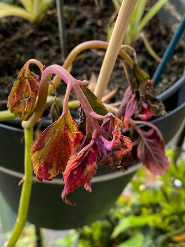 Coleus (Solenostemon) abimé par le vent, l'orage et le froid au printemps sur mon balcon parisien, Paris 19e (75)