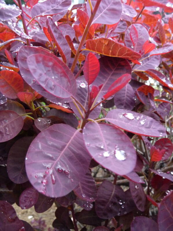 Gouttes de pluie sur le feuillage pourpre d'un arbre à perruque (Cotinus), Cap 18, Paris 18ème (75)