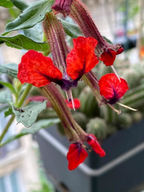 Cuphea llavea 'Tiny Mice', au printemps sur mon balcon parisien, Paris 19e (75)