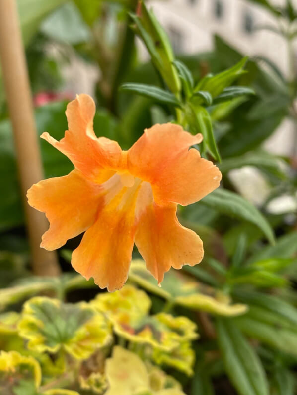 Diplacus (Mimulus) aurantiacus, au printemps sur mon balcon parisien, Paris 19e (75)