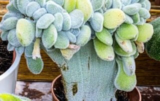Echeveria pulvinata ‘Frosty’ forme cristata plante d'intérieur, Paris 19e (75)