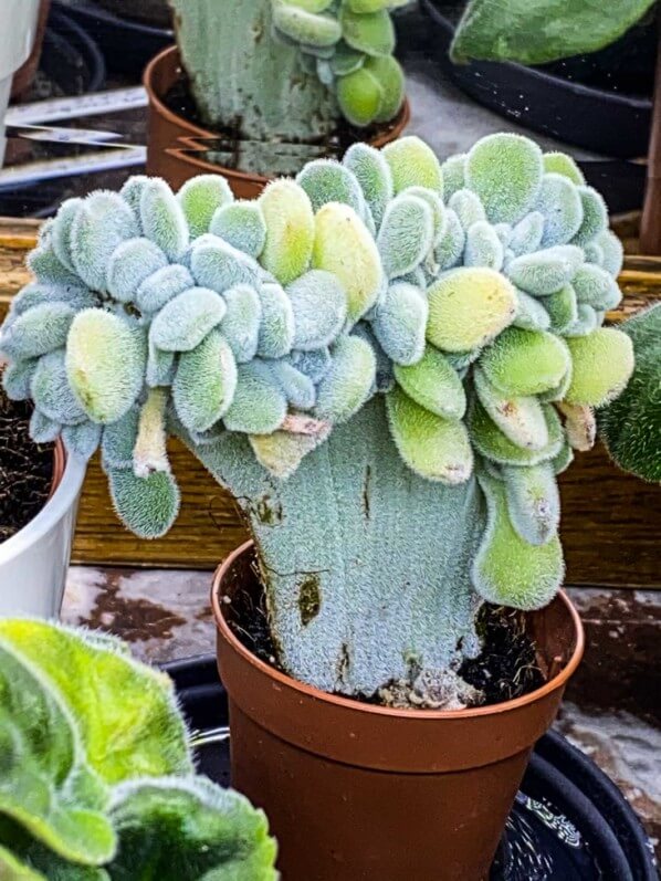 Lire la suite à propos de l’article Curieuse Echeveria pulvinata ‘Frosty’ forme cristata