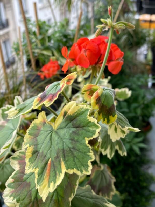 Géranium, Pélargonium Tricolor, au printemps sur mon balcon parisien, Paris 19e (75)