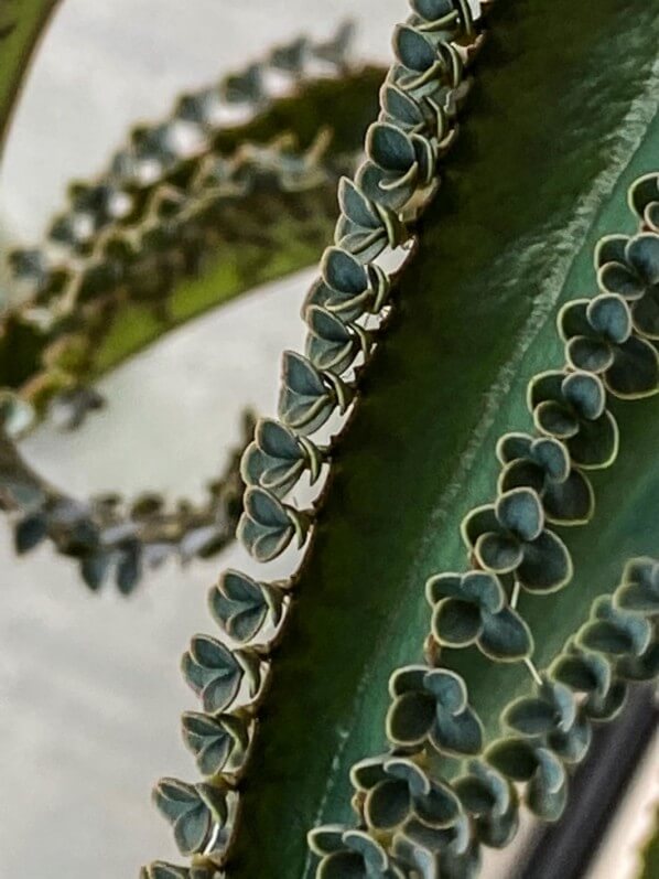 Kalanchoe daigremontiana, Paris 19e (75)