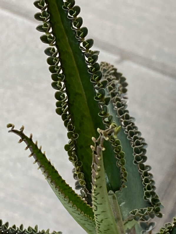 Kalanchoe daigremontiana, Paris 19e (75)