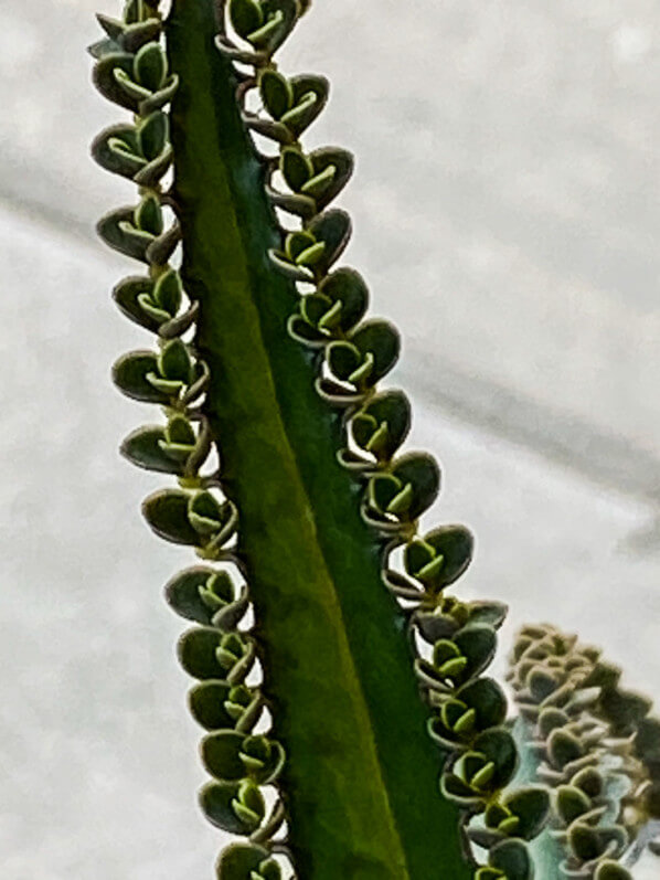 Kalanchoe daigremontiana, Paris 19e (75)