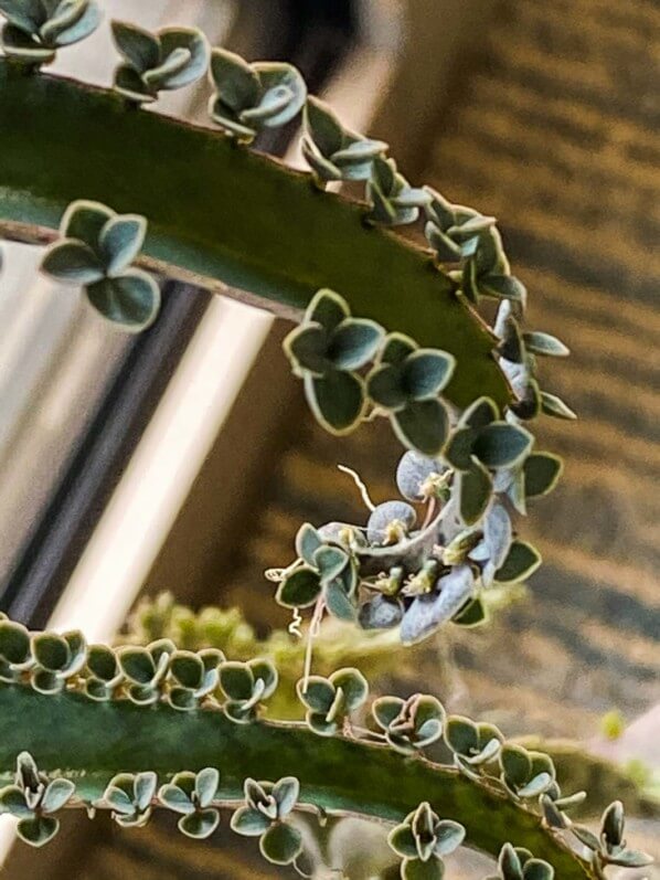 Lire la suite à propos de l’article Le graphisme du feuillage du Kalanchoé de Daigremont (Kalanchoe daigremontiana)