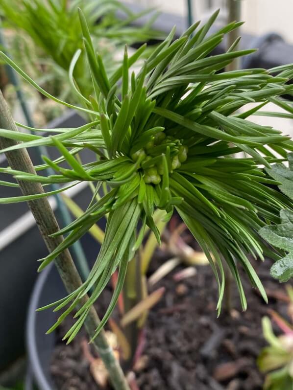 Feuillage du lis corail, Lilium pumilum, au printemps sur mon balcon parisien, Paris 19e (75)