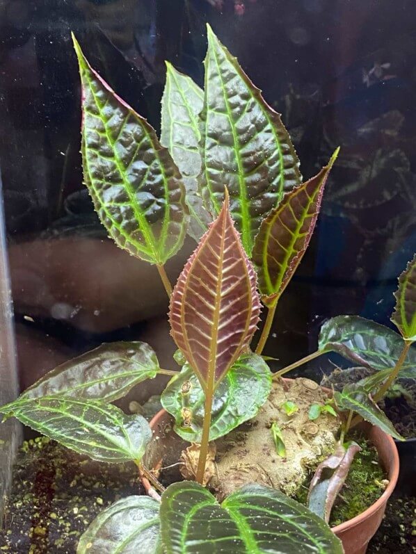 Lire la suite à propos de l’article Les feuilles au garde à vous de Monolena primuliflora