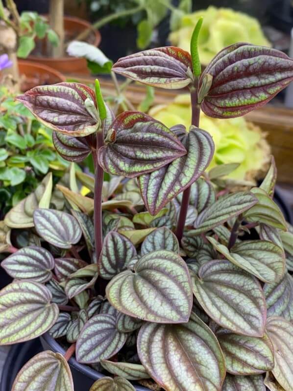 Floraison d'un Peperomia, plante d'intérieur, Paris 19e (75)