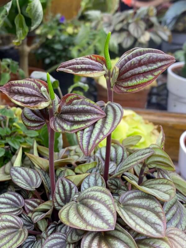 Lire la suite à propos de l’article La curieuse floraison de mon pépéromia