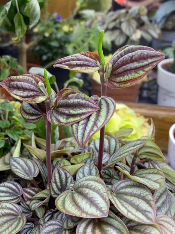 Floraison d'un Peperomia, plante d'intérieur, Paris 19e (75)