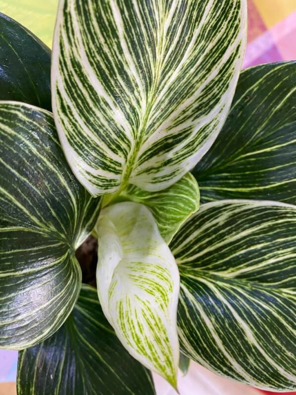 Philodendron 'White Measure', Araceae, plante d'intérieur, Paris 19e (75)