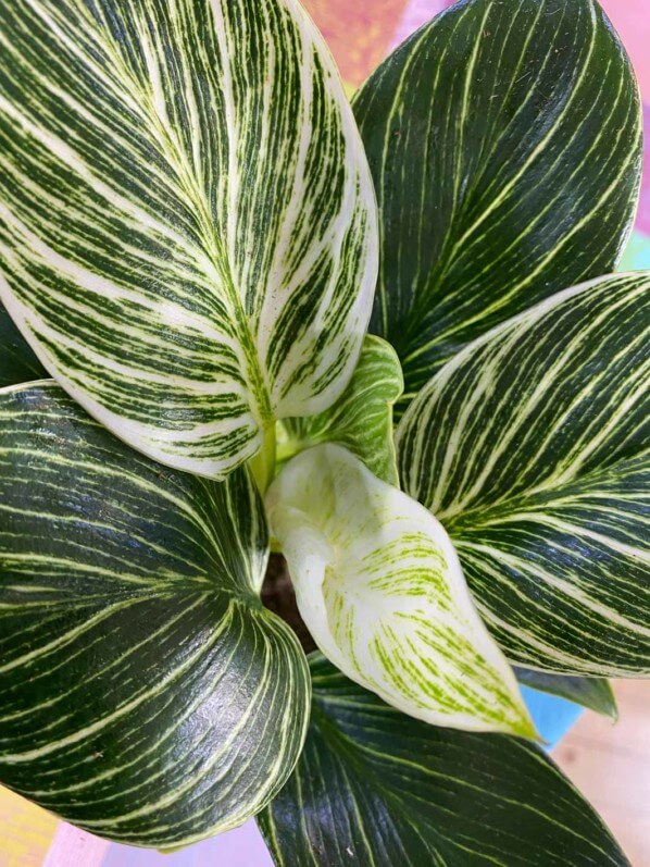 Philodendron 'White Measure', Araceae, plante d'intérieur, Paris 19e (75)