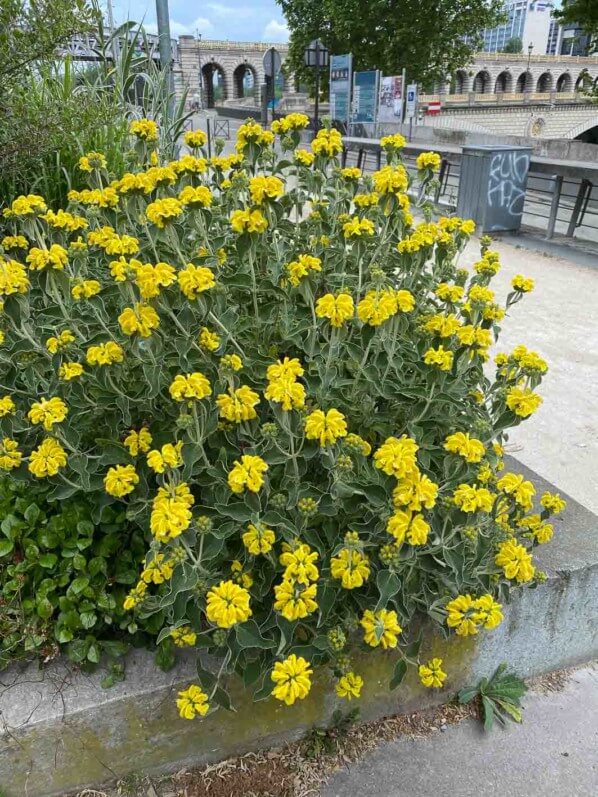 Sauge de Jérusalem, Phlomis fruticosa, Paris 13e (75)