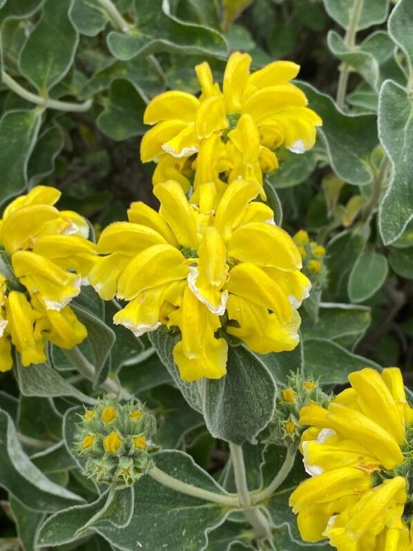 Sauge de Jérusalem, Phlomis fruticosa, Paris 13e (75)