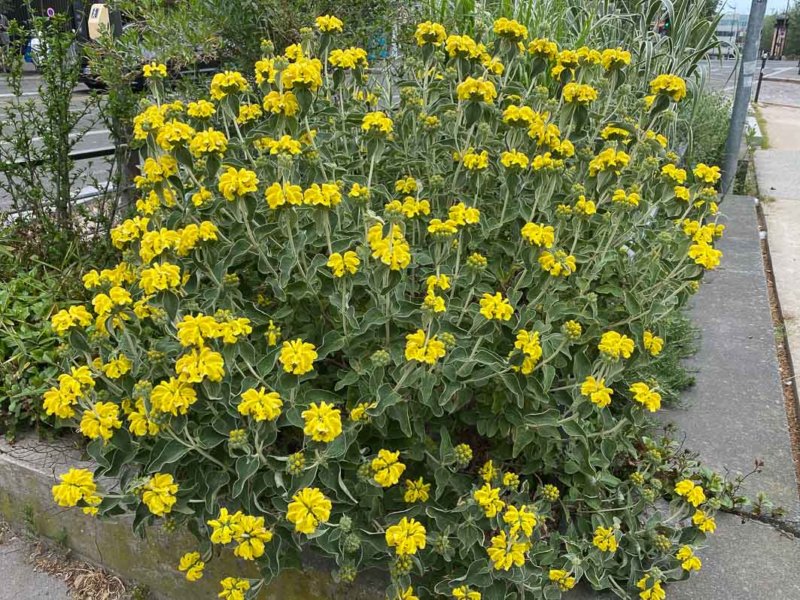 Sauge de Jérusalem, Phlomis fruticosa, Paris 13e (75)