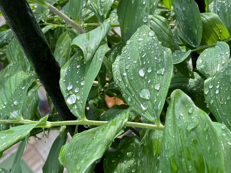 Gouttes de pluie sur les feuilles de Polygonatum, au printemps sur mon balcon parisien, Paris 19e (75)