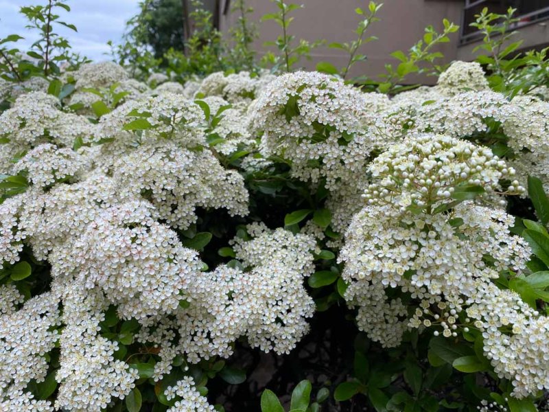 Haie de pyracanthas fleuris, Rosacées, Paris 19e (75)