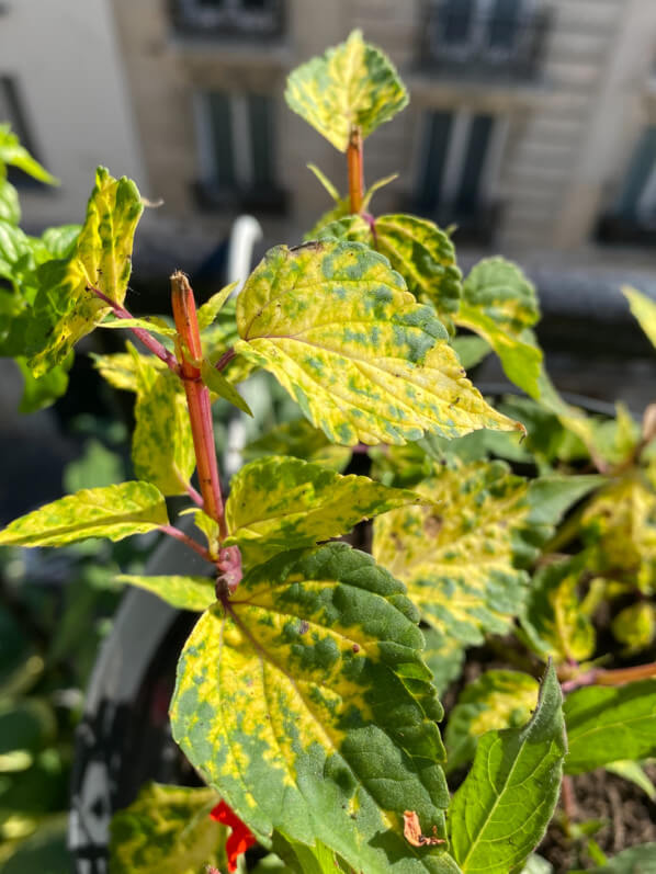 Sauge, Salvia splendens 'Dancing Flame' au printemps sur mon balcon parisien, Paris 19e (75)