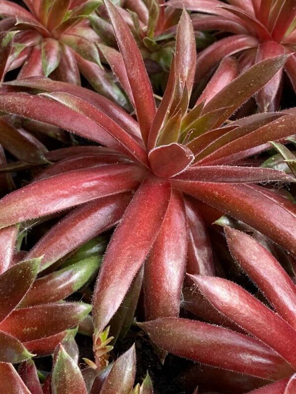 Sempervivum 'Pacific Blazing Star' au printemps sur mon balcon parisien, Paris 19e (75)