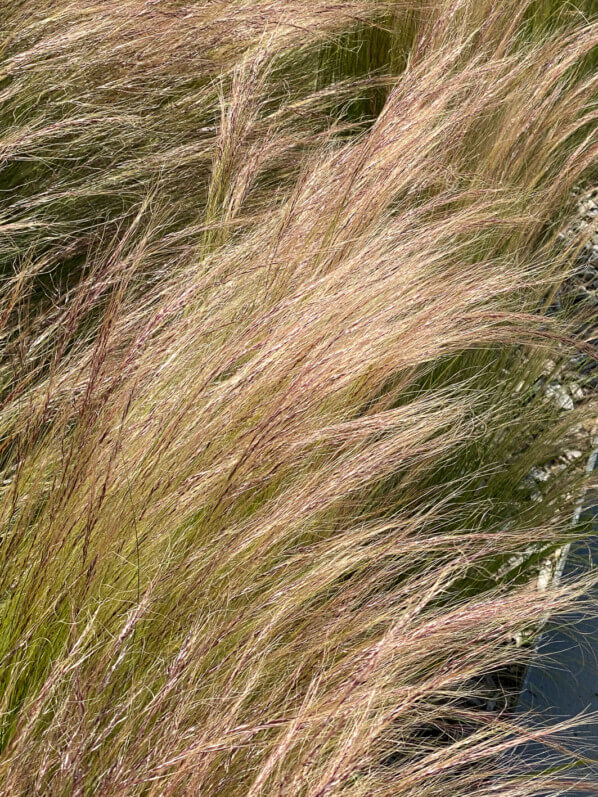 Stipe cheveux d'ange, Stipa tenuifolia, graminée, Poacées, place de la Nation, Paris 12e (75)