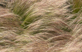 Stipe cheveux d'ange, Stipa tenuifolia, graminée, Poacées, place de la Nation, Paris 12e (75)