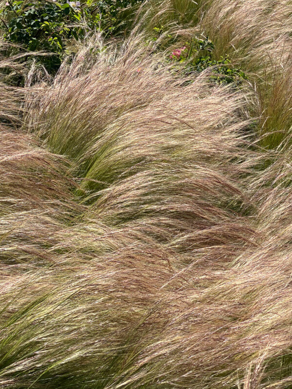 Stipe cheveux d'ange, Stipa tenuifolia, graminée, Poacées, place de la Nation, Paris 12e (75)