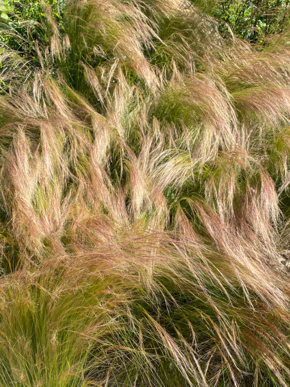 Stipe cheveux d'ange, Stipa tenuifolia, graminée, Poacées, place de la Nation, Paris 12e (75)