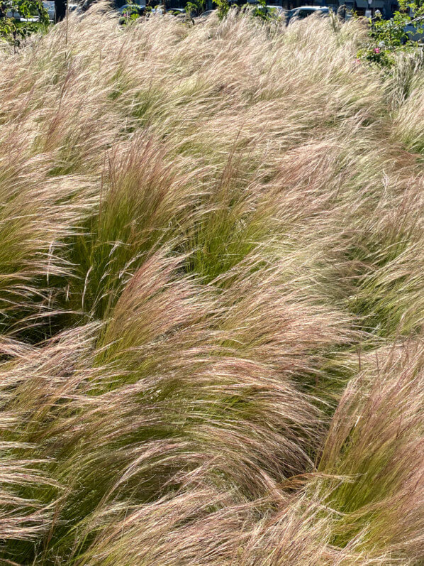 Stipe cheveux d'ange, Stipa tenuifolia, graminée, Poacées, place de la Nation, Paris 12e (75)