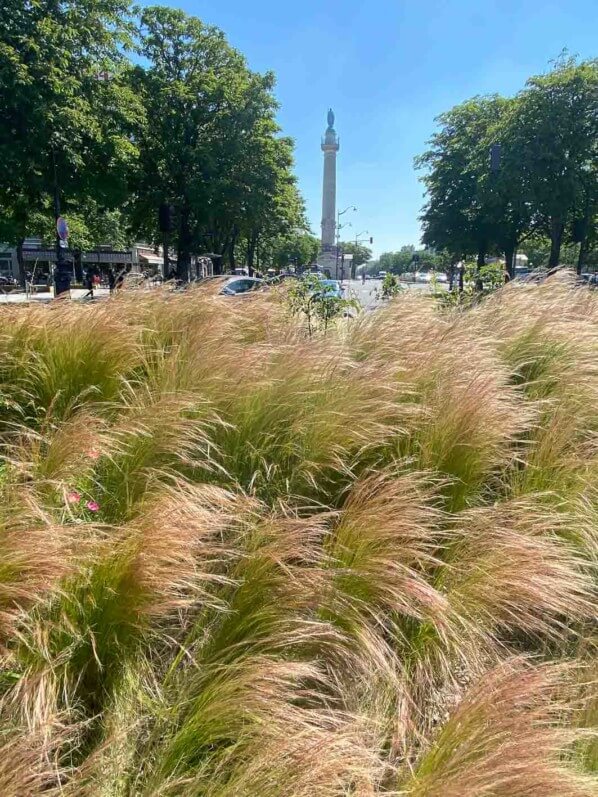 Stipe cheveux d'ange, Stipa tenuifolia, graminée, Poacées, place de la Nation, Paris 12e (75)