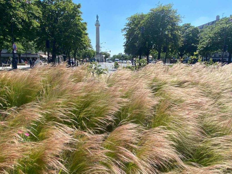 Stipe cheveux d'ange, Stipa tenuifolia, graminée, Poacées, place de la Nation, Paris 12e (75)