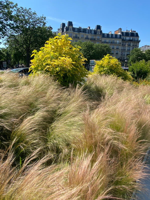 Stipe cheveux d'ange, Stipa tenuifolia, graminée, Poacées, place de la Nation, Paris 12e (75)